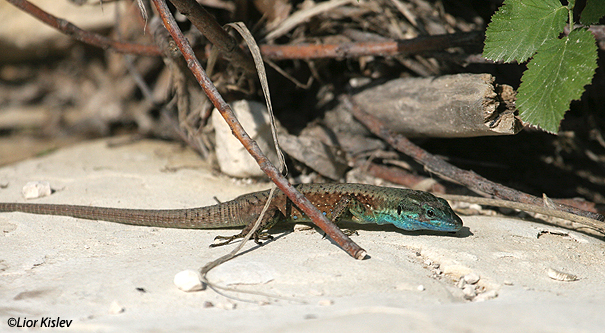   לטאה זריזה Lebanon lizard   Lacerta laevis                         נחל סמק רמת הגולן מרץ 2007